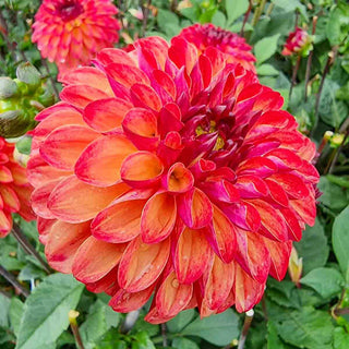Decorative Dahlia Ding a Dong