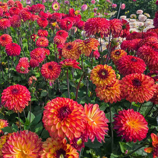 Decorative Dahlia Ding a Dong