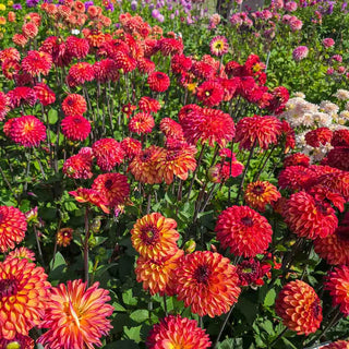 Decorative Dahlia Ding a Dong