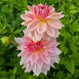 Dinnerplate Dahlia Fairway Pilot