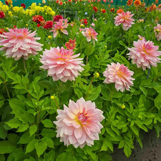 Dinnerplate Dahlia Fairway Pilot