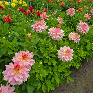 Dinnerplate Dahlia Fairway Pilot