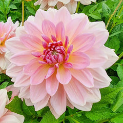 Fairway Pilot Dinnerplate Dahlia | K. van Bourgondien