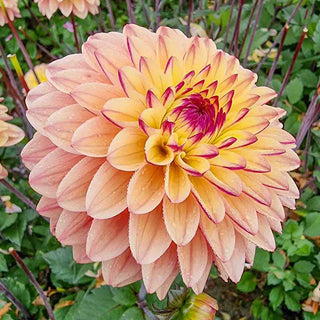 Decorative Dahlia Gelia