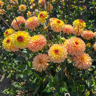 Decorative Dahlia Gelia