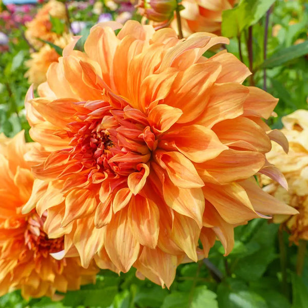 Great Hercules Dinnerplate Dahlia | K. van Bourgondien