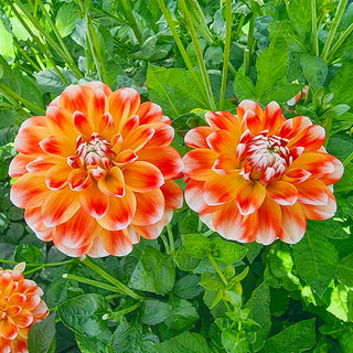 Decorative Dahlia Hapet Harmony