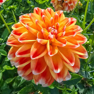 Decorative Dahlia Hapet Harmony