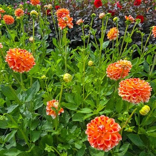 Decorative Dahlia Hapet Harmony