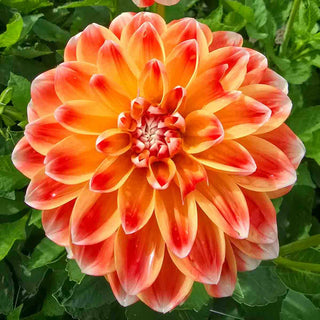 Decorative Dahlia Hapet Harmony