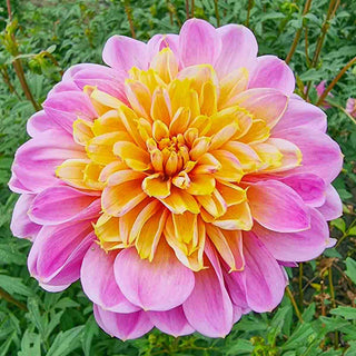 Powder-Puff Dahlia Life Style