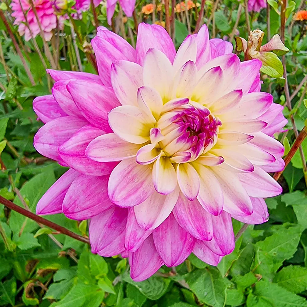 delilah plant indoor Decorative Dahlia Luka Johanna