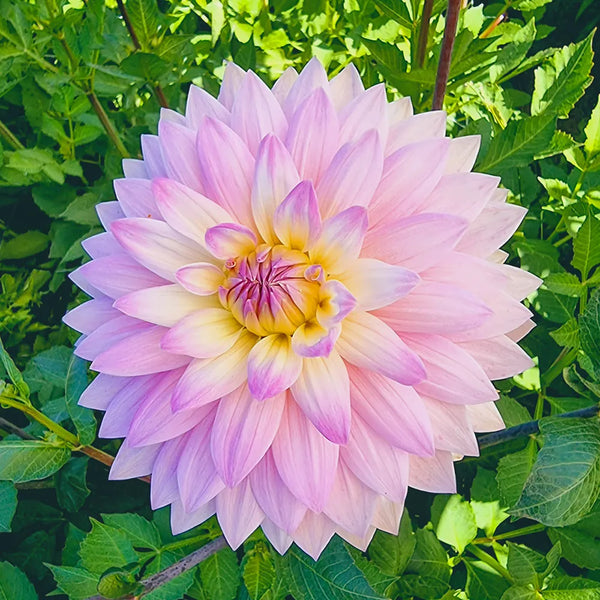 delilah indoor planter Decorative Dahlia Miss Delilah