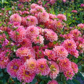 Border Decorative Dahlia Pacific View