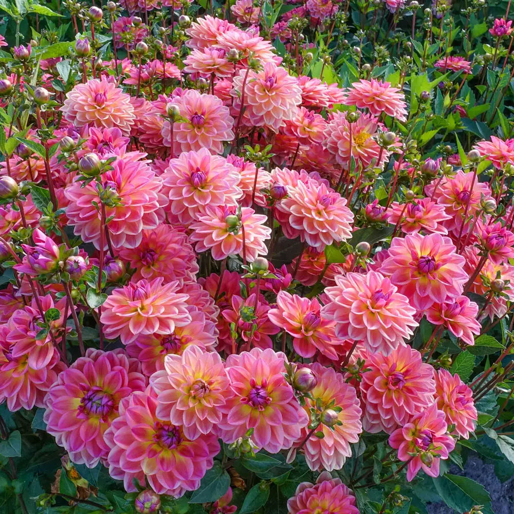 Shop for Pacific View Border Dahlia K. van Bourgondien