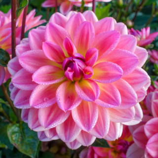 Border Decorative Dahlia Pacific View