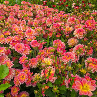 Border Decorative Dahlia Pacific View