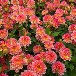 Border Decorative Dahlia Pacific View