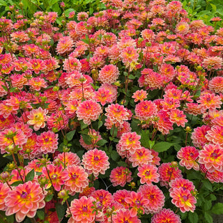 Border Decorative Dahlia Pacific View