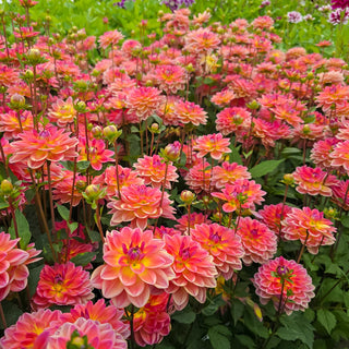 Border Decorative Dahlia Pacific View