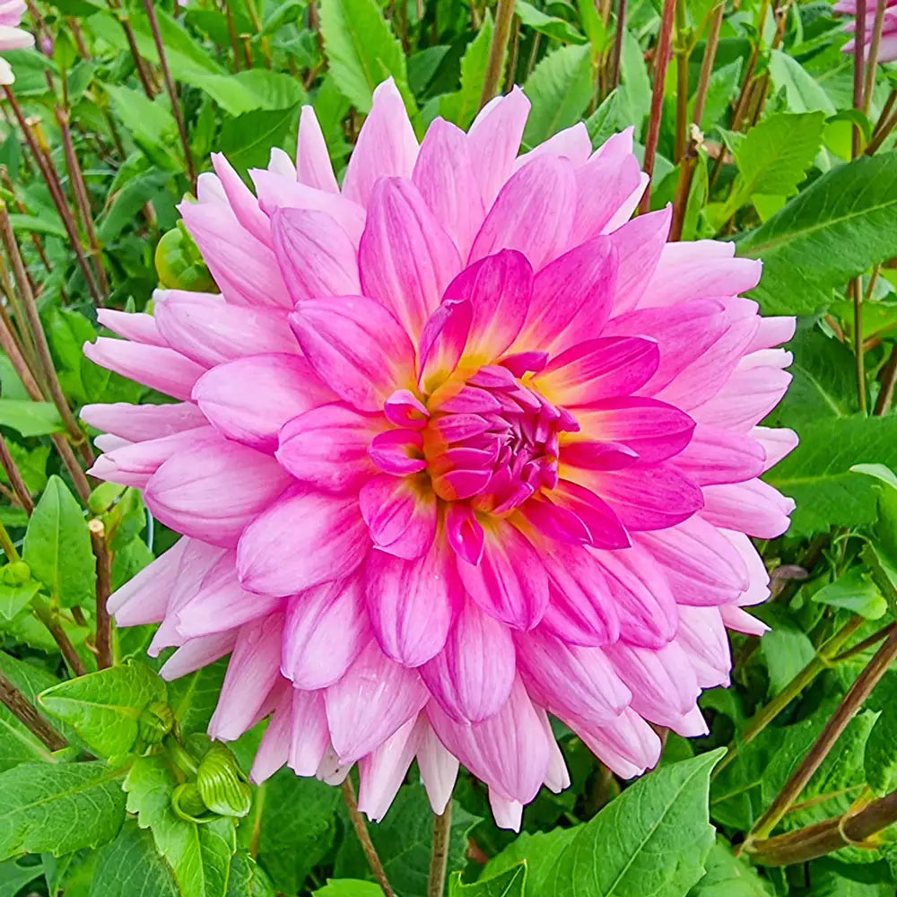 delilah plant indoor Dinnerplate Dahlia Rosella
