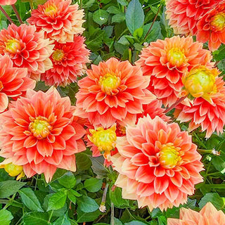 Decorative Dahlia Sunset Tropicana