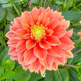 Decorative Dahlia Sunset Tropicana