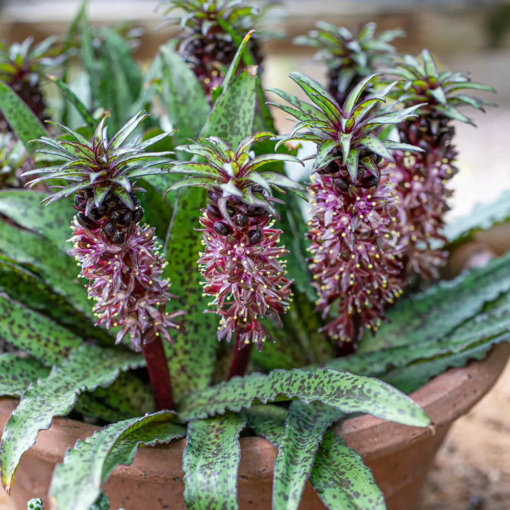 purple pineapple lily plant Pineapple Lily Octopussy