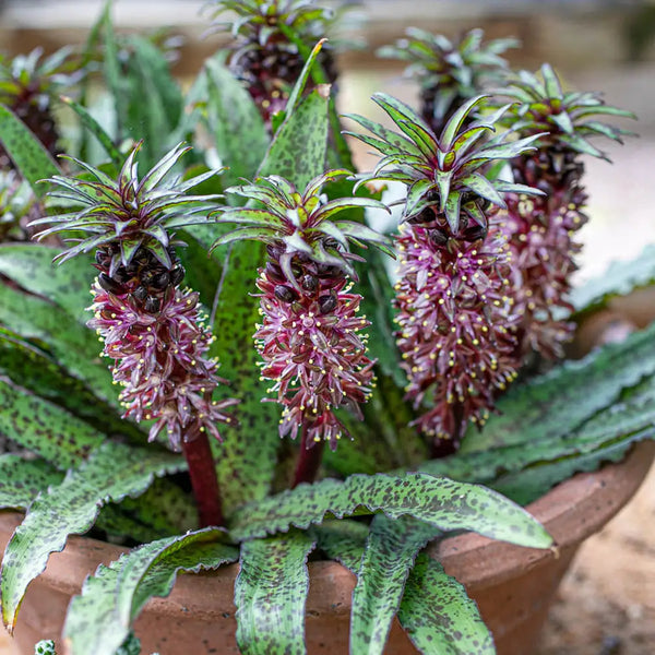 medusa pineapple plant Buy Octopussy Pineapple Lily