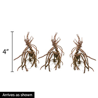 Hardy Geranium Splish Splash