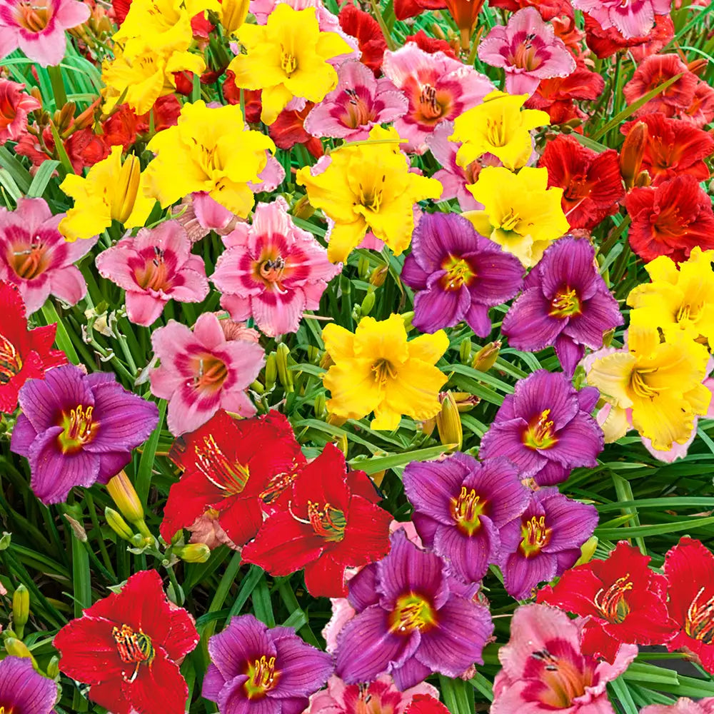 daylily nursery elephant ear plant bulbs Dwarf Reblooming Daylily Mixture