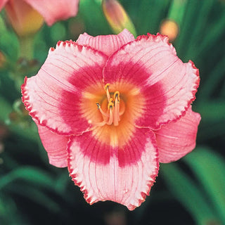 Daylily Strawberry Candy