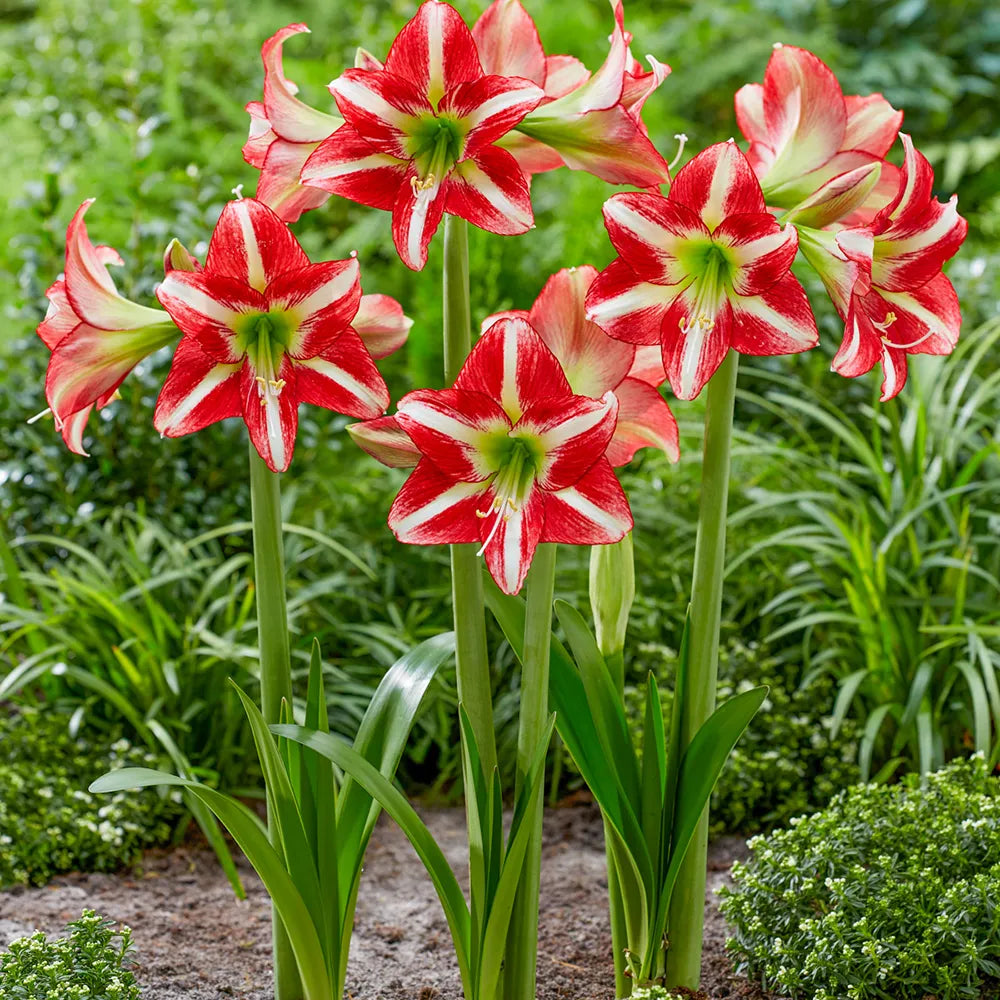 are amaryllis indoor or outdoor plants Hardy Garden Amaryllis Ocean Drive