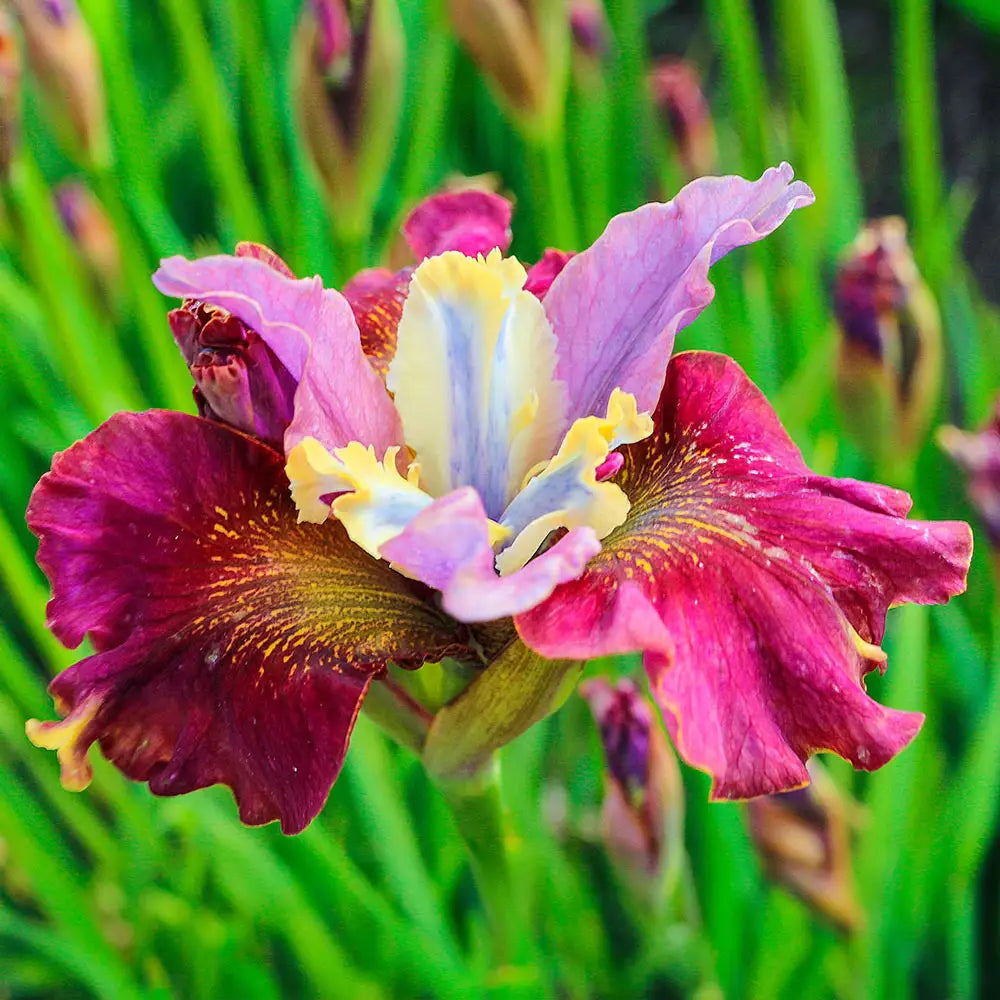 Buy Cherry Fling Siberian Iris | K. van Bourgondien
