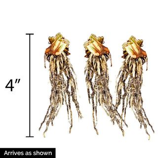 Siberian Iris Tipped in Blue