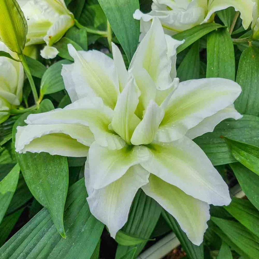 white rose lily Buy Aisha Roselily Bulbs Online