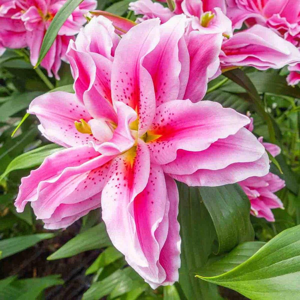 lily rose flower Roselily Ciara