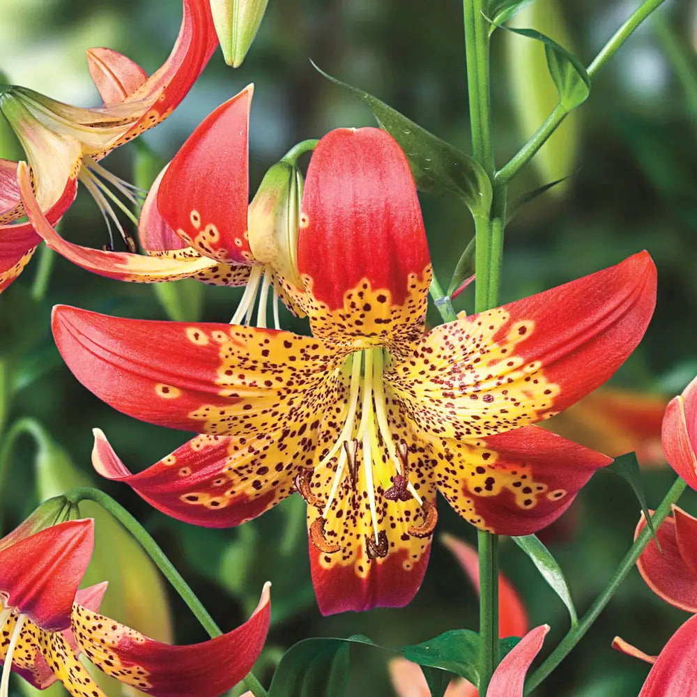 dutch lily flower Fusion® Lily