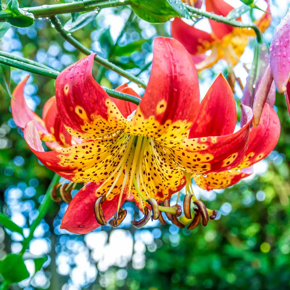 spotted lily flower Fusion® Lily