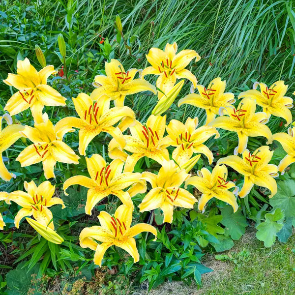 golden lily flower Gold Fever Dwarf Oriental Lily
