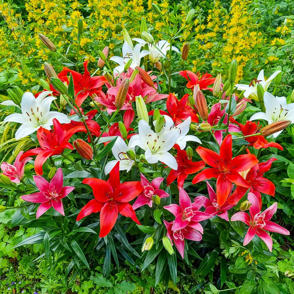 wholesale asiatic lily bulbs Color Blast Lily Mix