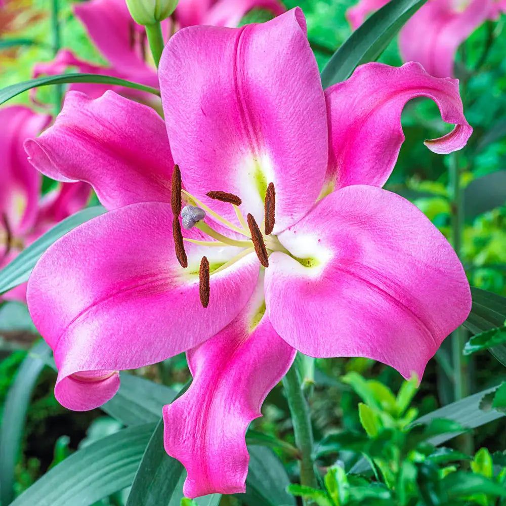 lily tree flower Buy Robina Oriental Lily Online
