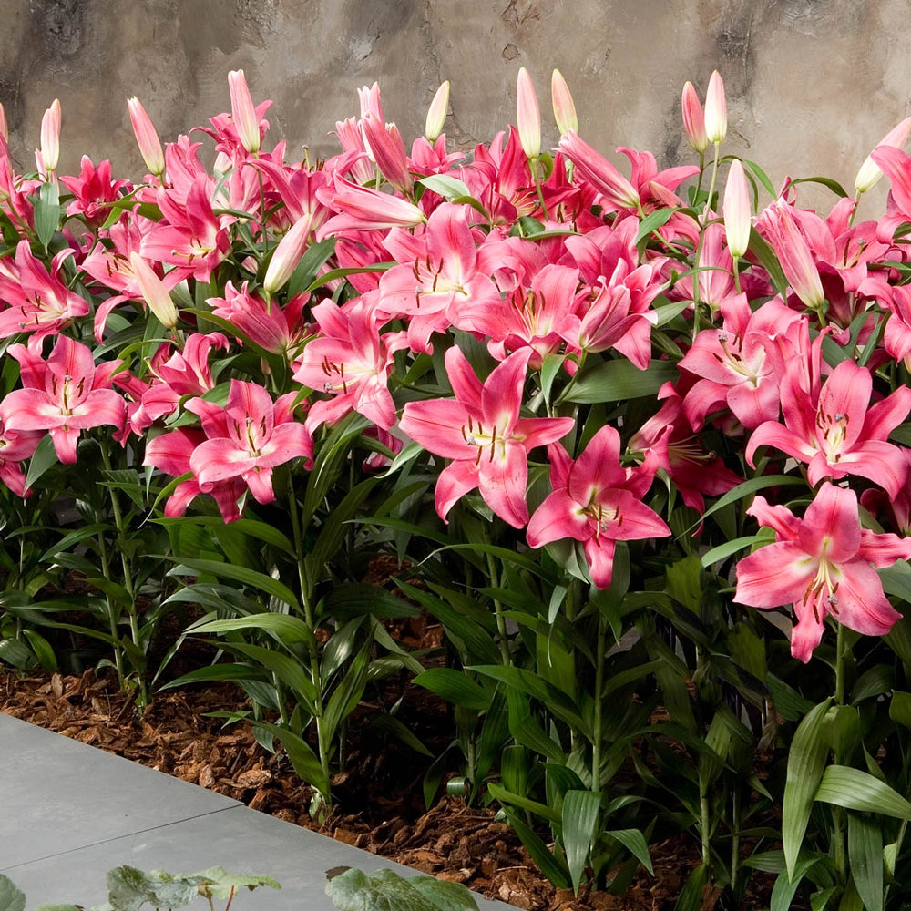 rozalynn asiatic lily Oriental Lily Robina