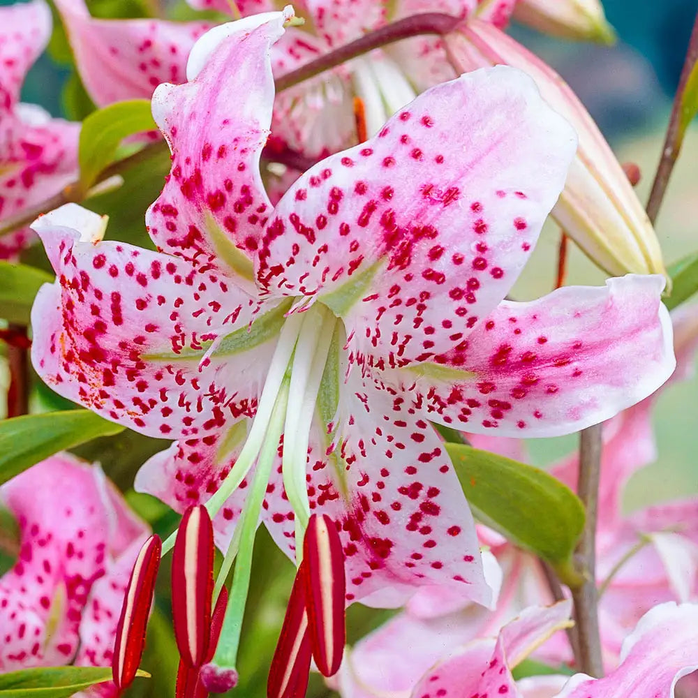 white spotted lily Lily Uchida
