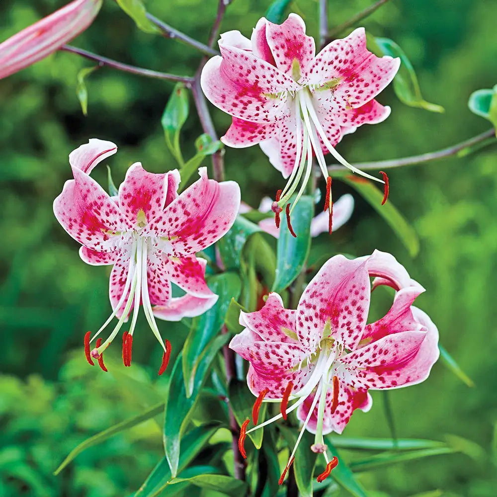showy lily flower Lily Uchida