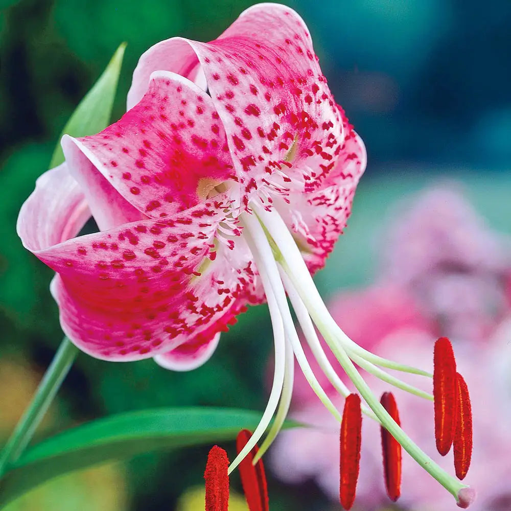 show lily flower Lily Uchida