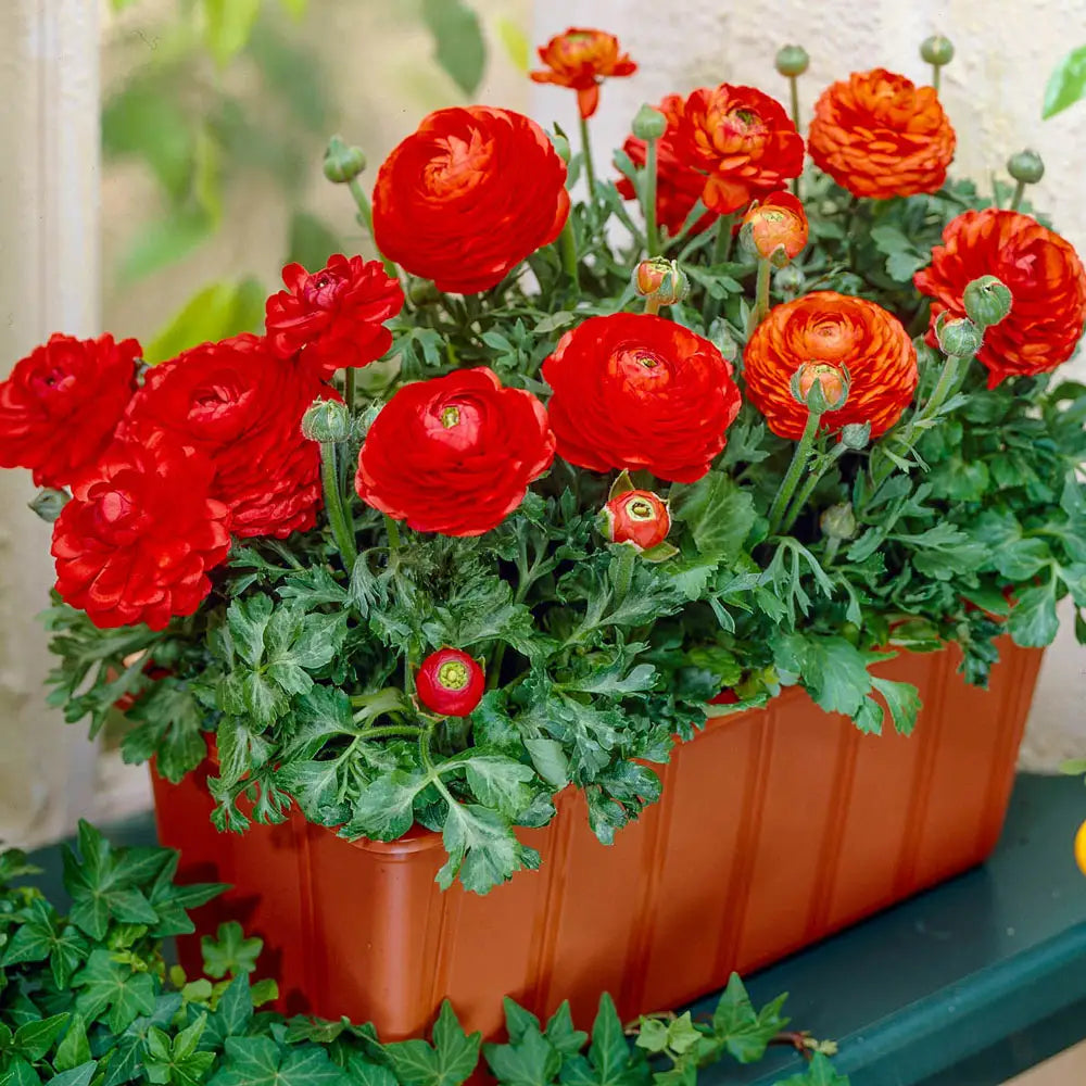 plant ranunculus in pots Ranunculus Tomer Red