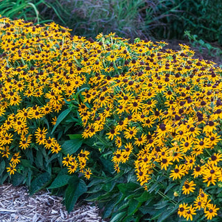 Rudbeckia fulgida 'Goldsturm'