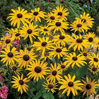 Rudbeckia fulgida 'Goldsturm'