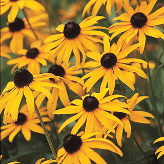 Rudbeckia fulgida 'Goldsturm'